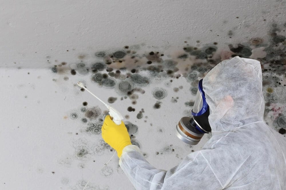 Will My Homeowners Insurance Cover Damages Caused by Mold?